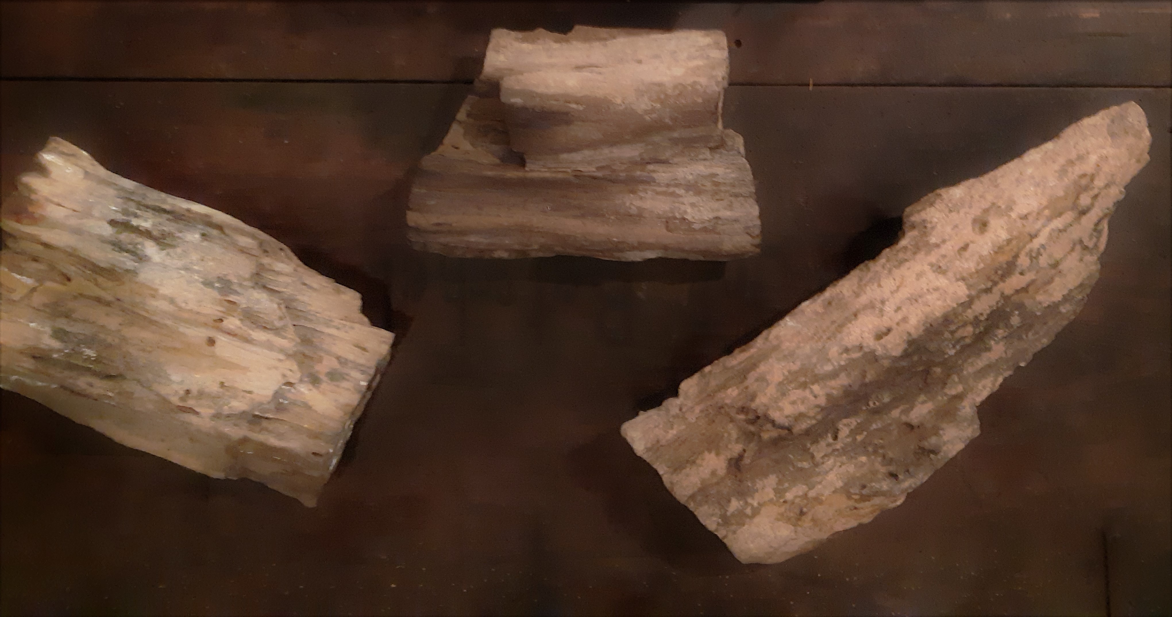 Konvolut "versteinertes Holz", Dendrolithen 